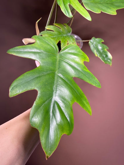 Philodendron Mayoi