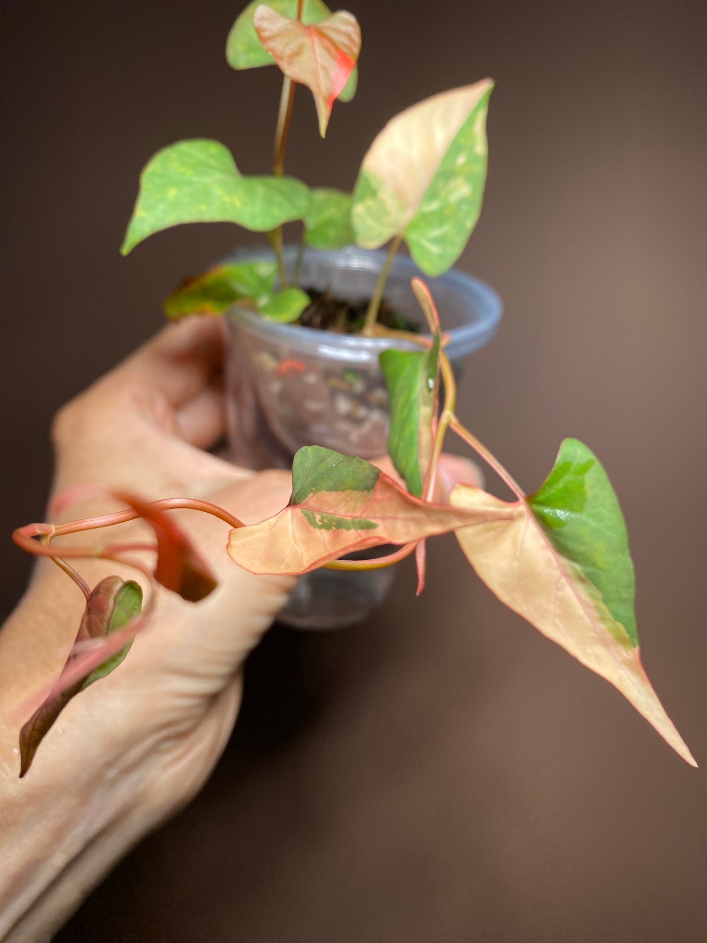 Fallopia Multiflora Variegated