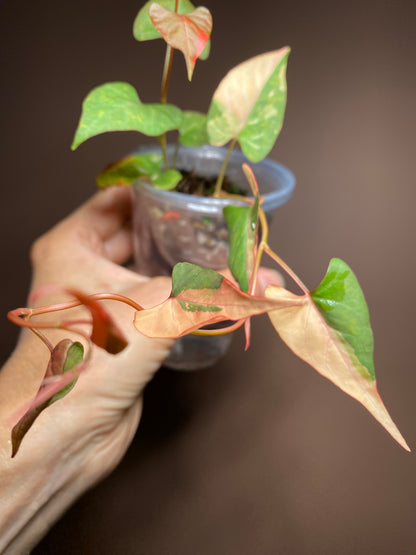 Fallopia Multiflora Variegated