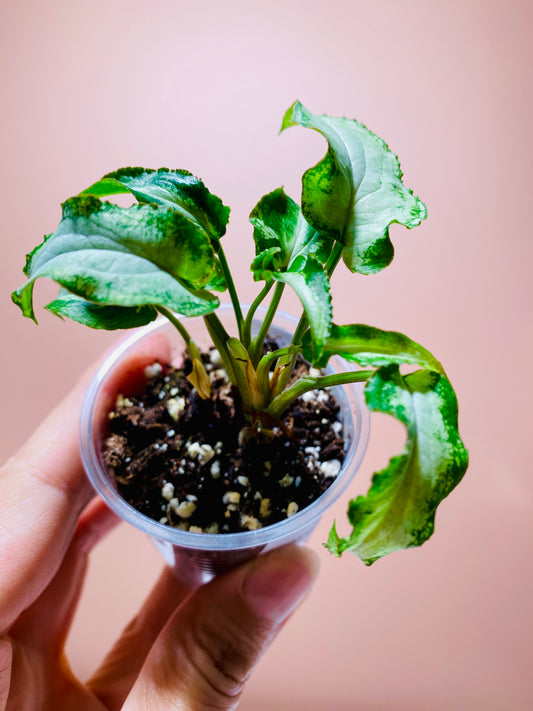 Syngonium Fairy Wings