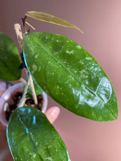 Hoya RHM 14-1