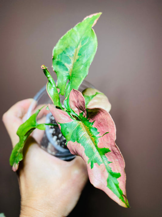 Syngonium Pink Lava