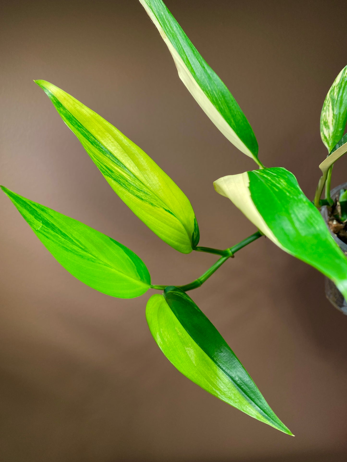 Epipremnum Amplissimum Variegated