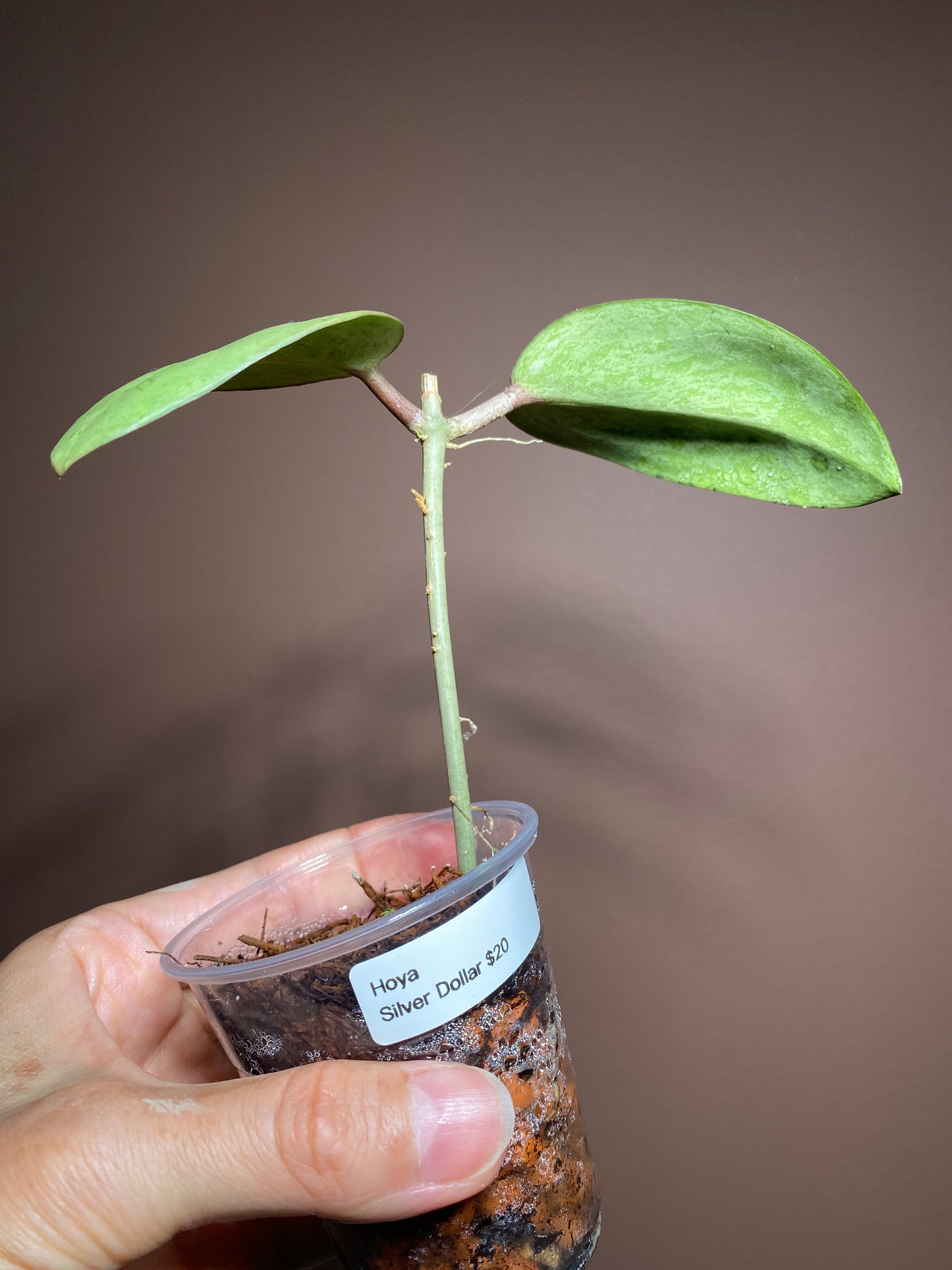 Hoya Silver Dollar