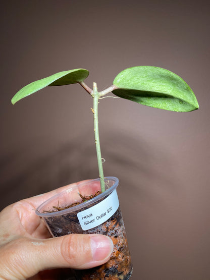 Hoya Silver Dollar