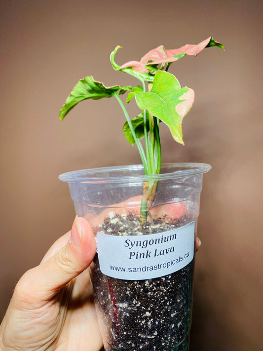 Syngonium Pink Lava