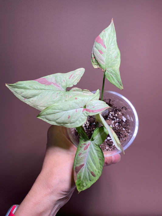 Syngonium Pink Salmon