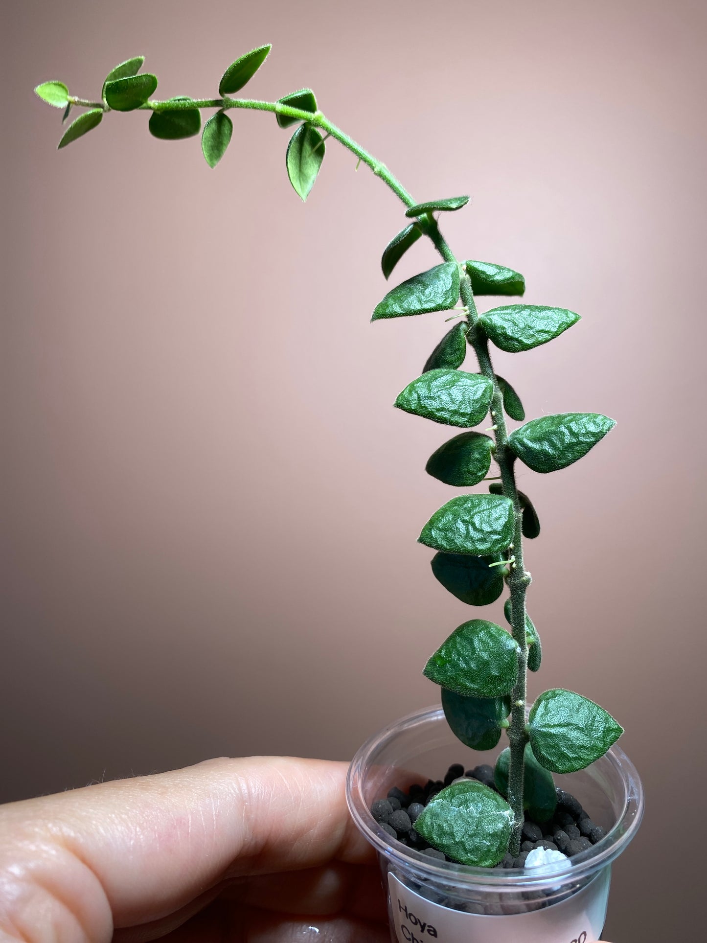Hoya Chinghungensis