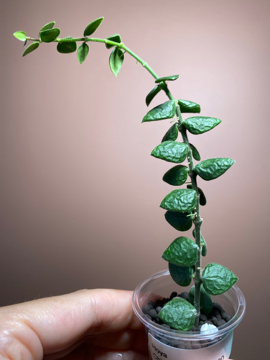 Hoya Chinghungensis