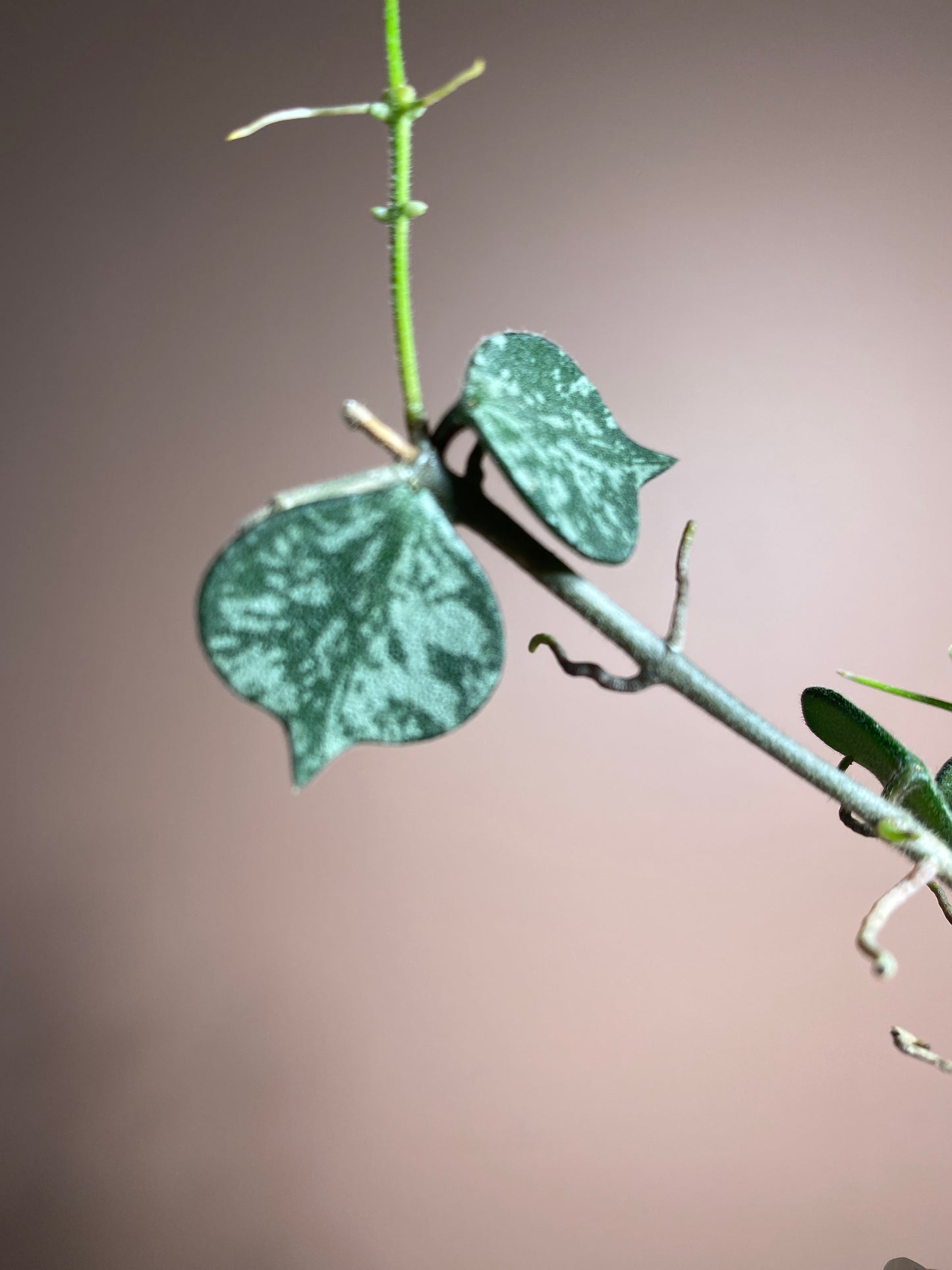 Hoya Curtisii