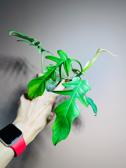 Philodendron Mayoi x ROF green