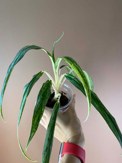 Aglaonema Bamboo