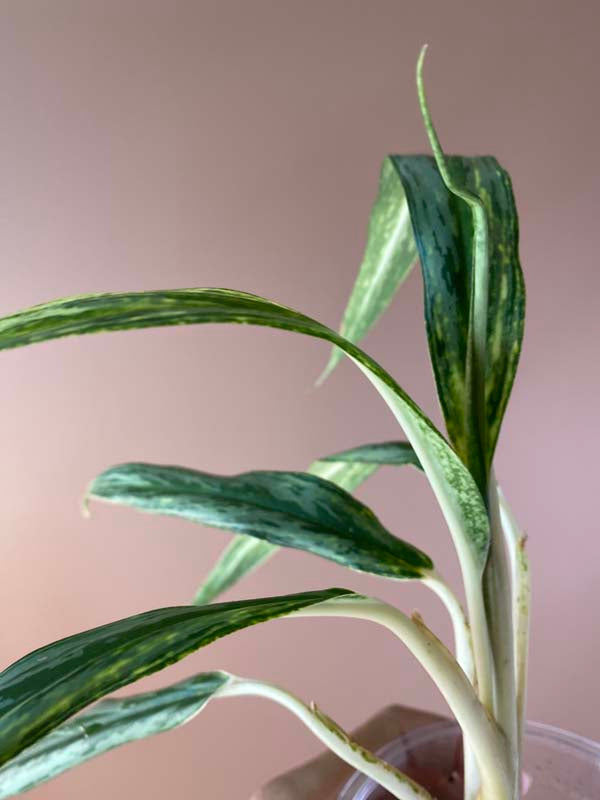 Aglaonema Bamboo
