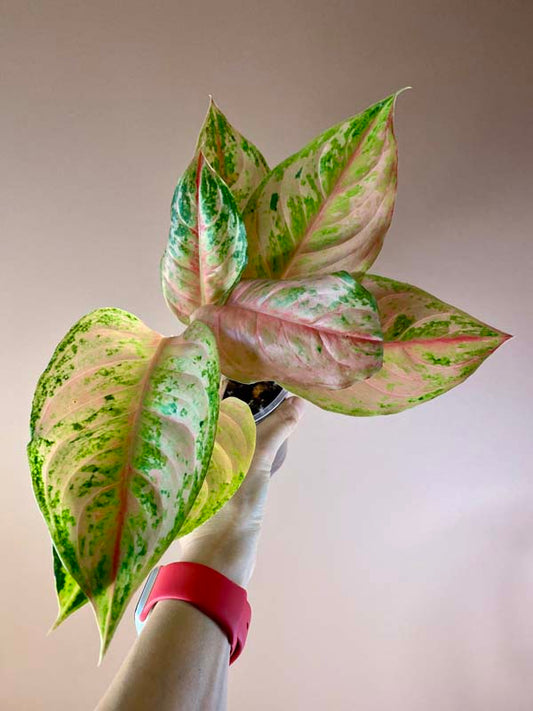 Aglaonema Light Of Diamond