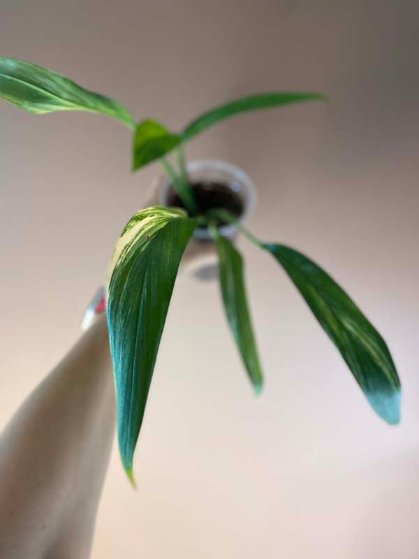 Epipremnum Amplissimum Variegated