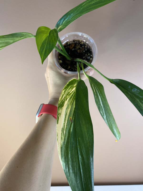 Epipremnum Amplissimum Variegated