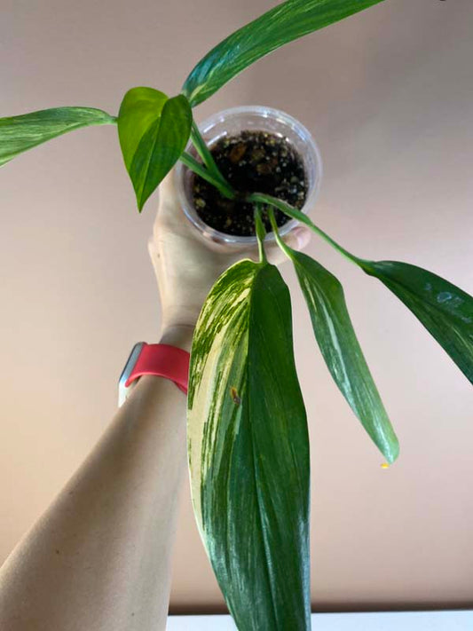 Epipremnum Amplissimum Variegated