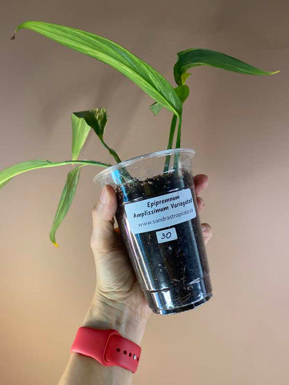 Epipremnum Amplissimum Variegated