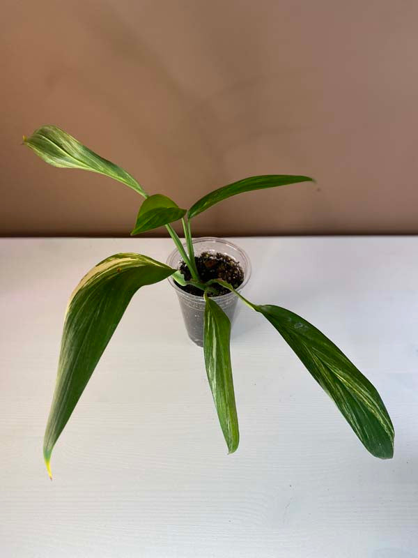 Epipremnum Amplissimum Variegated