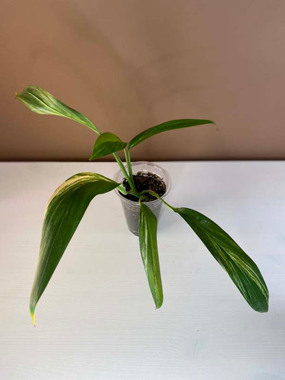 Epipremnum Amplissimum Variegated