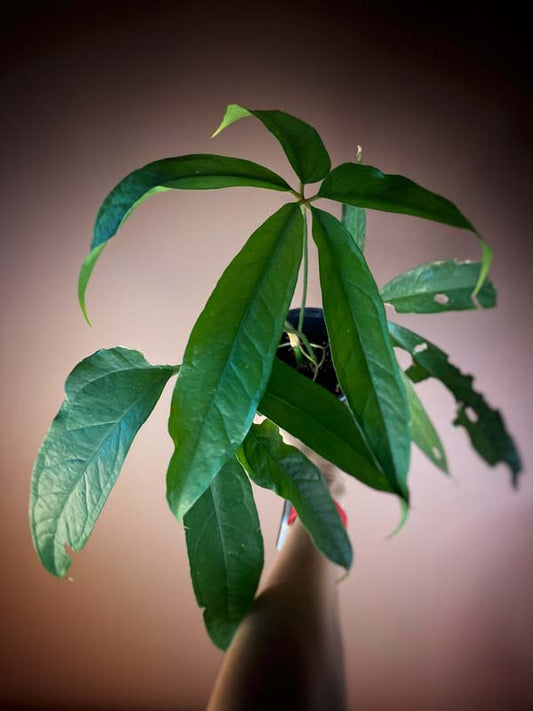 Anthurium Polydactylum