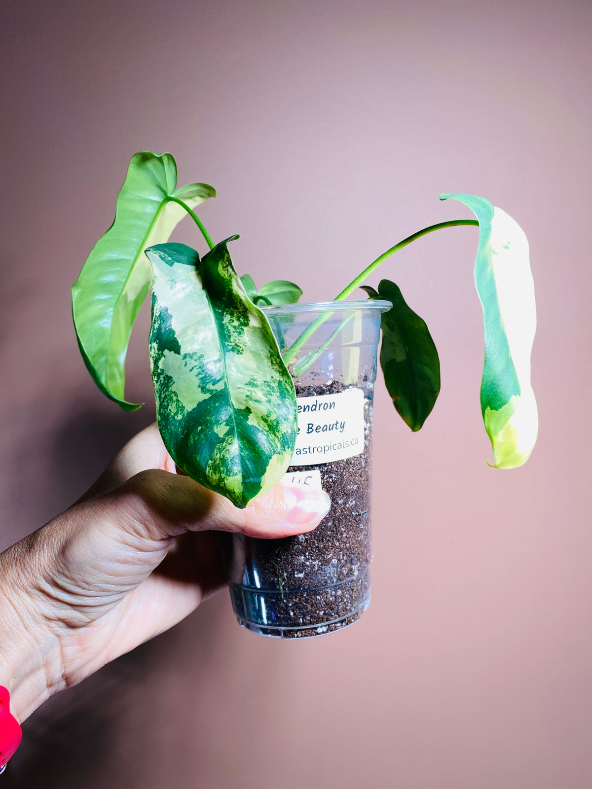 Philodendron Paraiso X Flobe (Paradise Beauty)