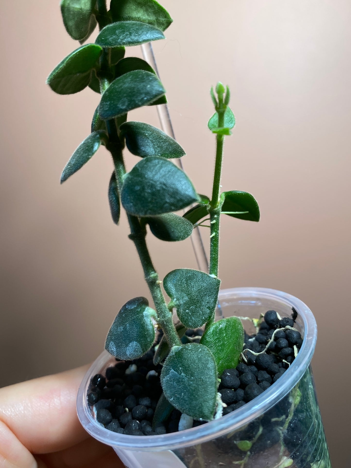 Hoya Chinghungensis