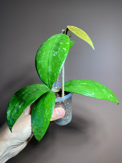 Hoya RHM 14-1