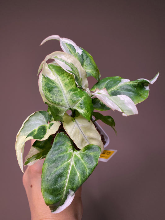 Syngonium T25