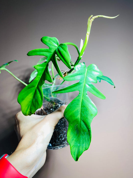 Philodendron Mayoi x ROF green