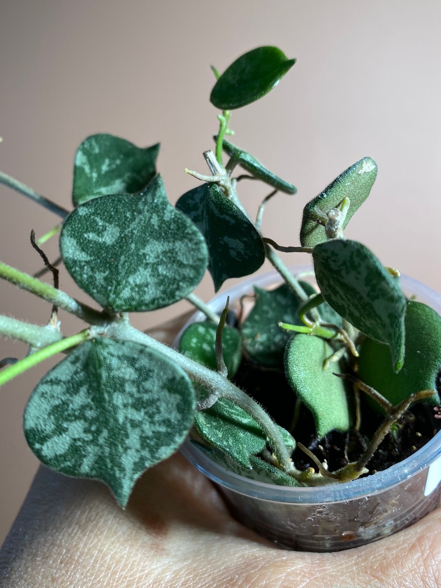 Hoya Curtisii