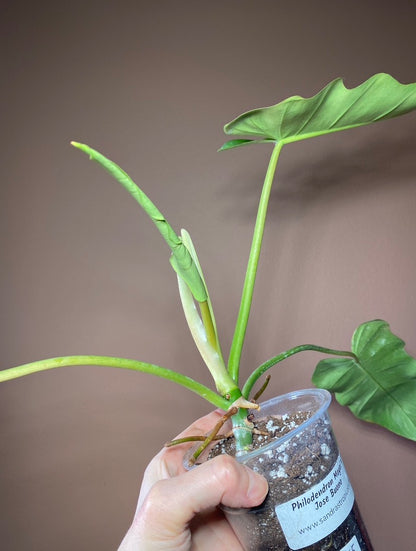 Philodendron Mayoi X Jose Buono