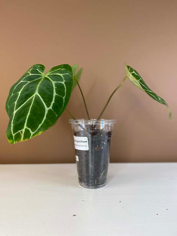 Anthurium Crystallinum