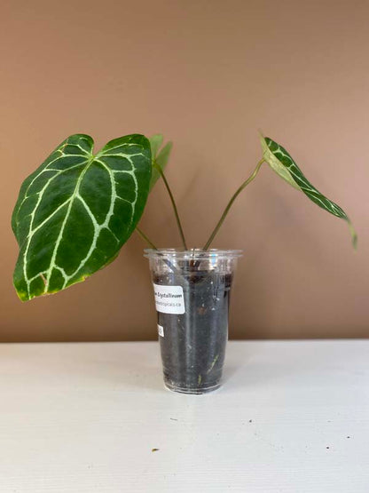 Anthurium Crystallinum