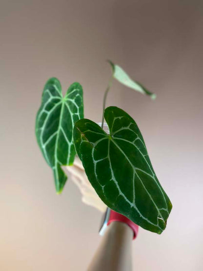 Anthurium Crystallinum