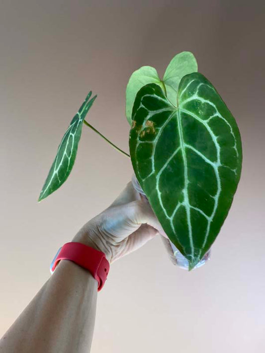 Anthurium Crystallinum