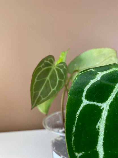 Anthurium Crystallinum