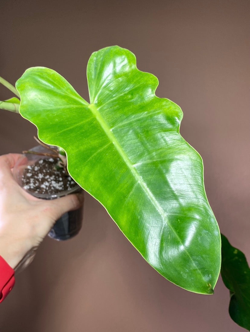 Philodendron Mayoi X Jose Buono
