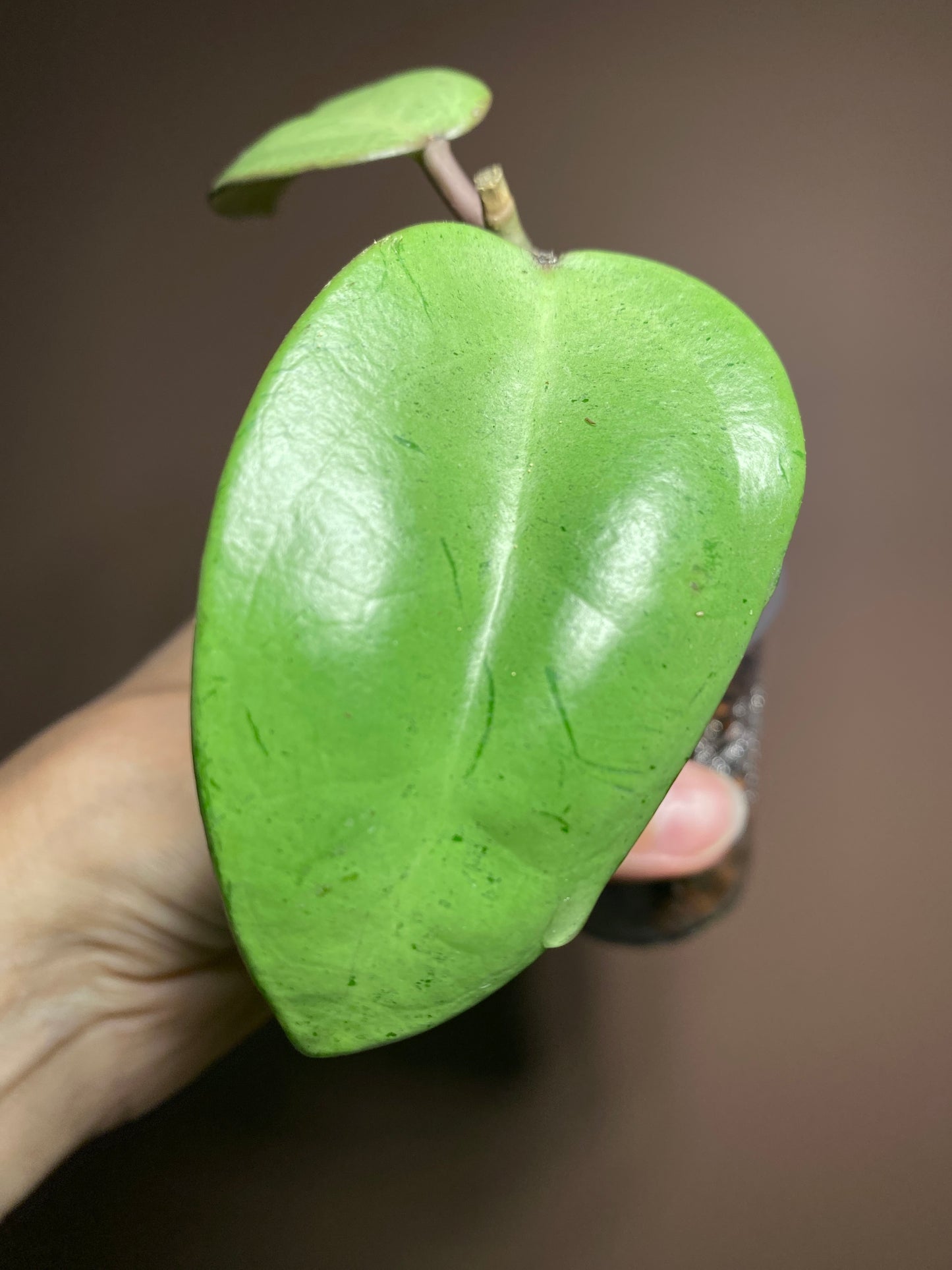 Hoya Silver Dollar