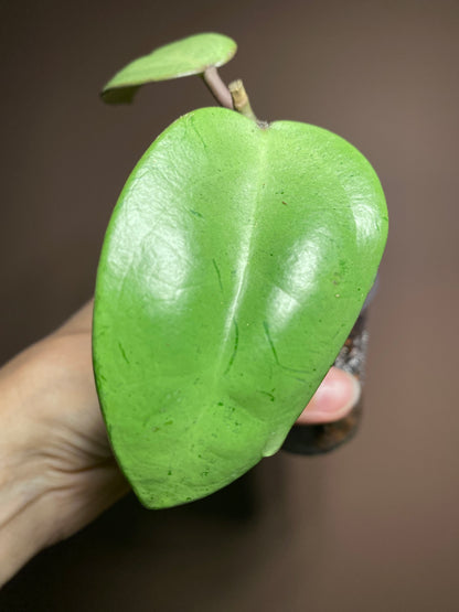 Hoya Silver Dollar