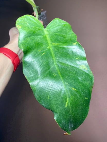Philodendron Mayoi X Jose Buono