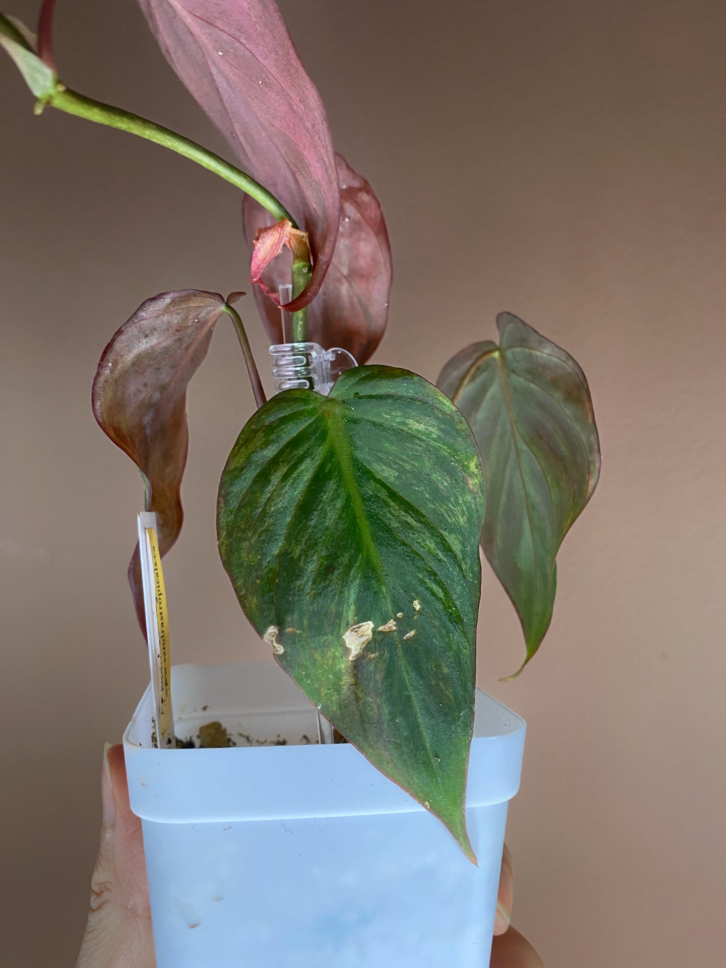 Philodendron Micans Mint Variegated