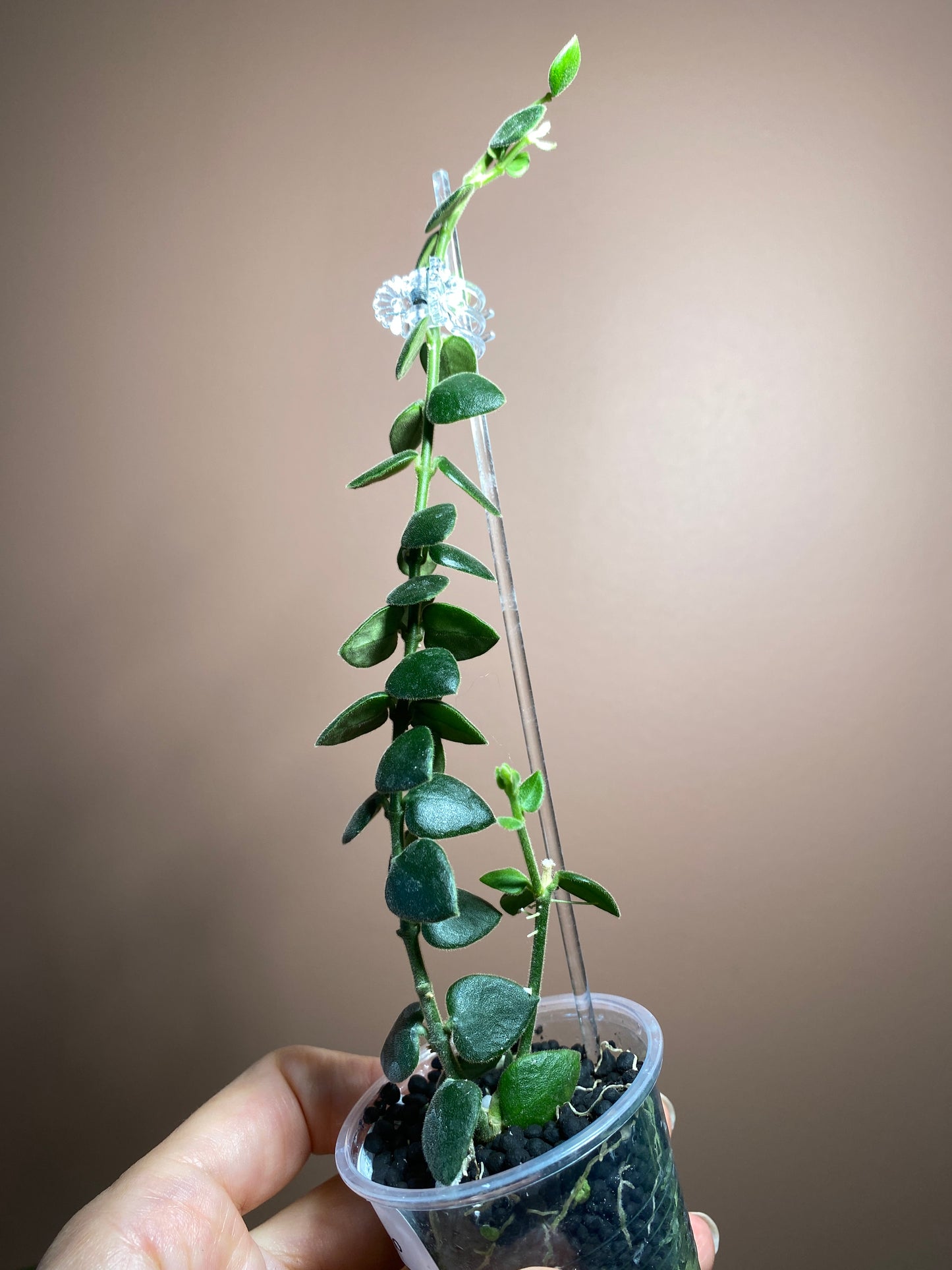 Hoya Chinghungensis