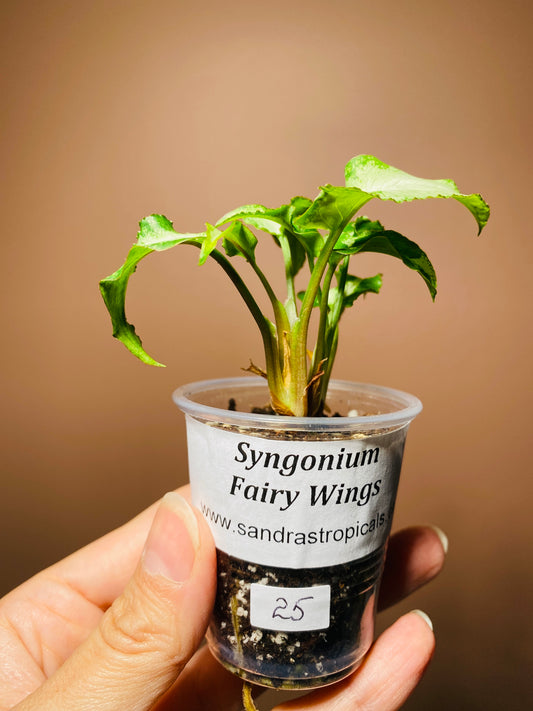Syngonium Fairy Wings