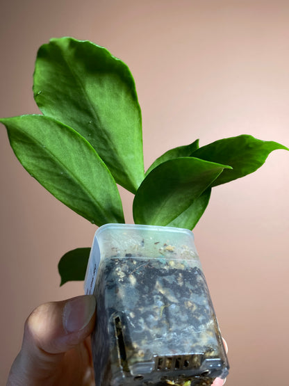 Hoya Obscura Silver