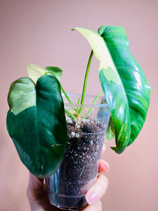 Philodendron Paraiso X Flobe (Paradise Beauty)