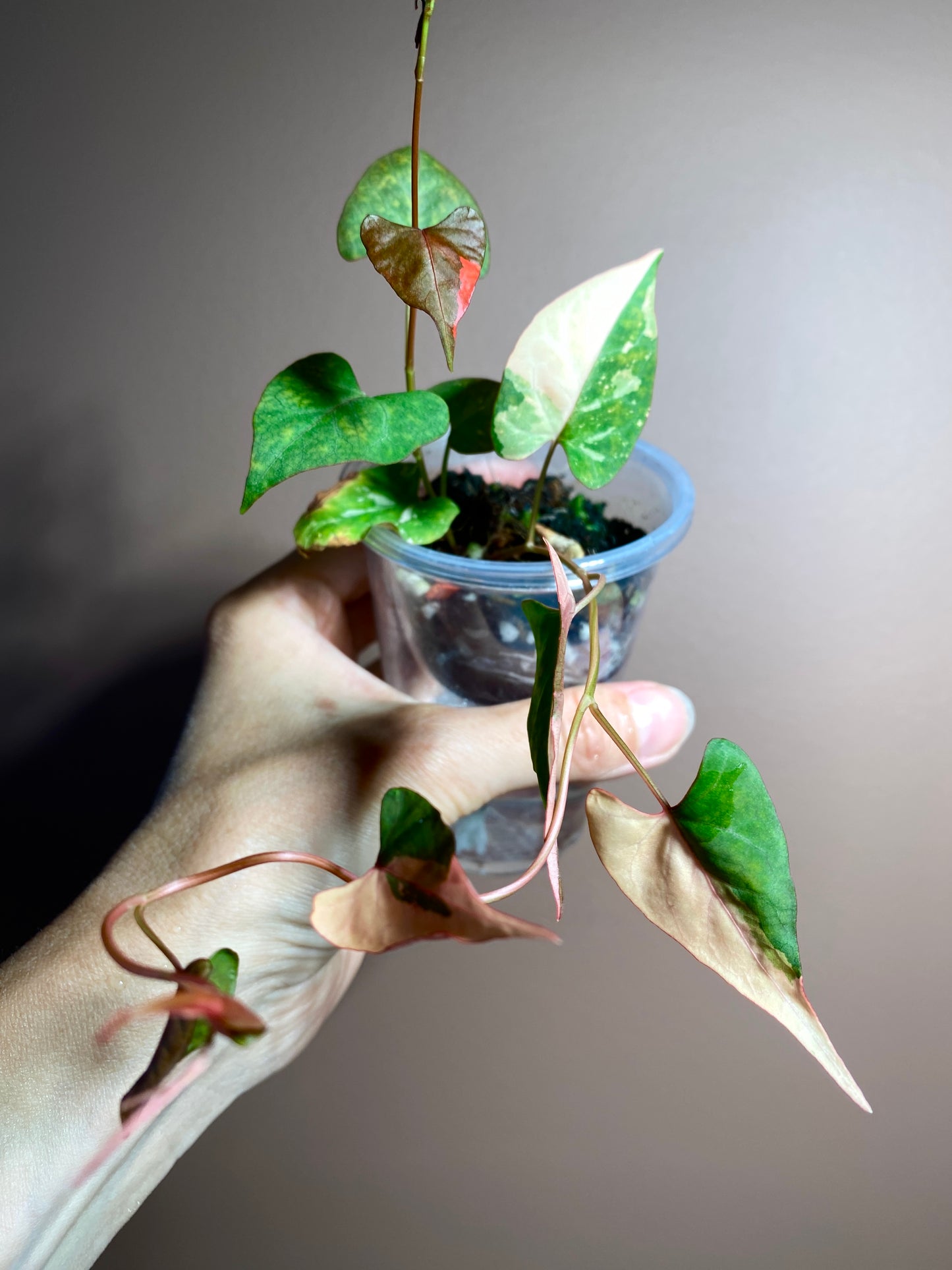 Fallopia Multiflora Variegated