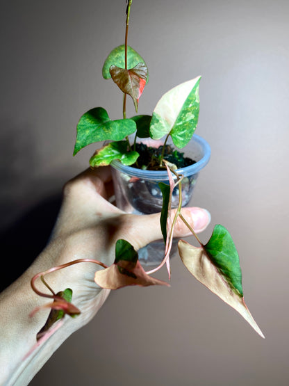 Fallopia Multiflora Variegated