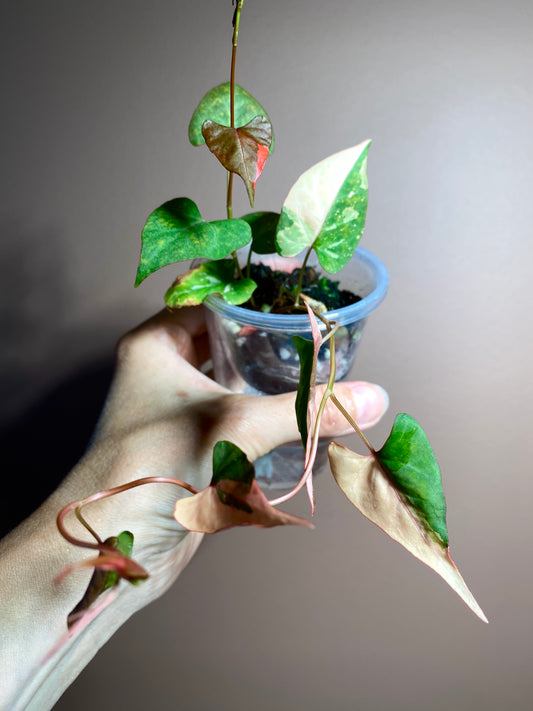 Fallopia Multiflora Variegated