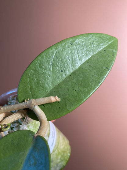 Hoya Silver Dollar